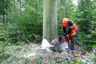 Chainsaw Maintenance Cross Cutting Felling and Processing Trees up to 380mm
